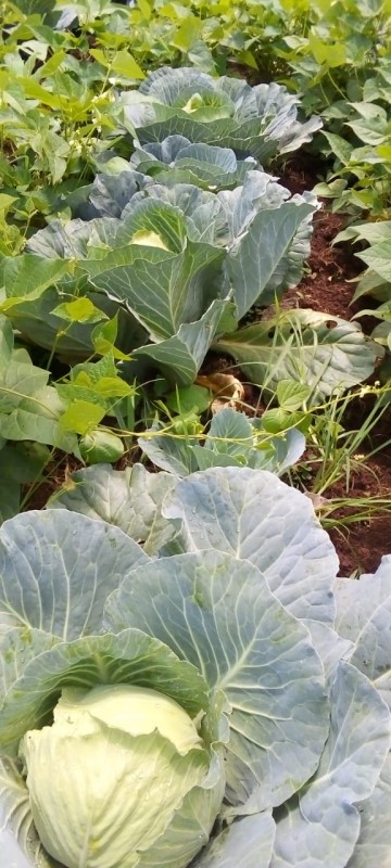 Cabbages from Kenya